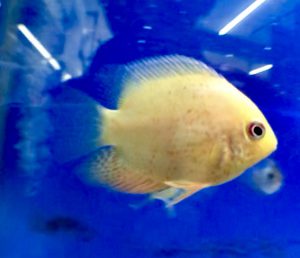 中型熱帯魚の混泳選び方 シクリッド ナマズ コイ カラシン グループを超えて組み合わせる サカナ タチハラ Com 中型熱帯魚の混泳選び方 シクリッド ナマズ コイ カラシン グループを超えて組み合わせる サカナ タチハラ Com