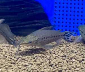 中型熱帯魚の混泳選び方 シクリッド ナマズ コイ カラシン グループを超えて組み合わせる サカナ タチハラ Com 中型熱帯魚の混泳選び方 シクリッド ナマズ コイ カラシン グループを超えて組み合わせる サカナ タチハラ Com