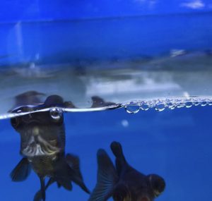 金魚が水面でパクパクしてる原因とは 鼻あげ する3つの理由とは サカナ タチハラ Com 金魚が水面でパクパクしてる原因とは 鼻あげ する3つの理由とは サカナ タチハラ Com