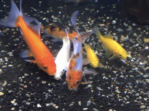 金魚と錦鯉を一緒に飼うために 失敗しない４つのポイントとは サカナ タチハラ Com