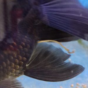 金魚のウンチが浮かぶ理由 糞で飼育や餌の状態把握 健康のバロメーター サカナ タチハラ Com 金魚のウンチが浮かぶ理由 糞で飼育や餌の状態把握 健康のバロメーター サカナ タチハラ Com
