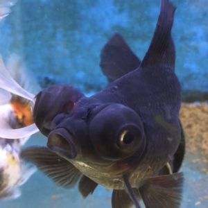 金魚のウンチが浮かぶ理由 糞で飼育や餌の状態把握 健康のバロメーター サカナ タチハラ Com