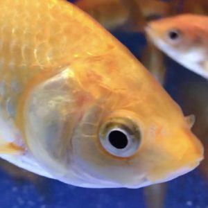 金魚のオス とメス の判断 写真付き 簡単な見分け方から 白点病との見分け方まで5パターンご サカナ タチハラ Com 金魚のオス とメス の判断 写真付き 簡単な見分け方から 白点病との見分け方まで5パターンご サカナ タチハラ Com