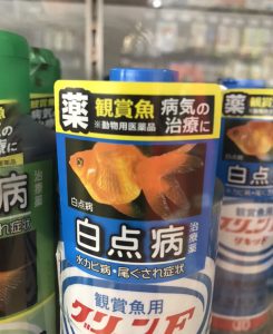 診療シリーズ 金魚の合併症治療 白点病 尾腐れ病 体表炎症 サカナ タチハラ Com 診療シリーズ 金魚の合併症治療 白点病 尾腐れ病 体表炎症 サカナ タチハラ Com