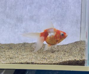 琉金って何が良いの こんな違いがありました サカナ タチハラ Com 琉金って何が良いの こんな違いがありました サカナ タチハラ Com