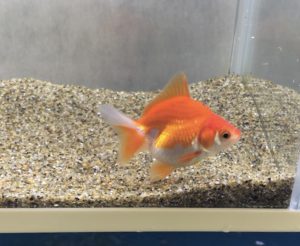 琉金って何が良いの こんな違いがありました サカナ タチハラ Com 琉金って何が良いの こんな違いがありました サカナ タチハラ Com