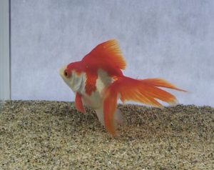 琉金って何が良いの こんな違いがありました サカナ タチハラ Com 琉金って何が良いの こんな違いがありました サカナ タチハラ Com