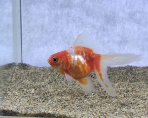 琉金って何が良いの こんな違いがありました サカナ タチハラ Com 琉金って何が良いの こんな違いがありました サカナ タチハラ Com