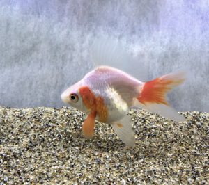 琉金って何が良いの こんな違いがありました サカナ タチハラ Com 琉金って何が良いの こんな違いがありました サカナ タチハラ Com