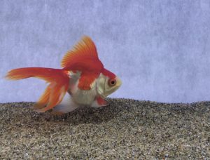 琉金って何が良いの こんな違いがありました サカナ タチハラ Com 琉金って何が良いの こんな違いがありました サカナ タチハラ Com