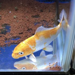 水が 黒く濁る 3つの理由と解決方法とは アクアリウムで起こる水槽アクシデント サカナ タチハラ Com 水が 黒く濁る 3つの理由と解決方法とは アクアリウムで起こる水槽アクシデント サカナ タチハラ Com