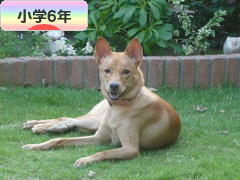 にほんブログ村 小学生日記ブログ 小学６年生へ