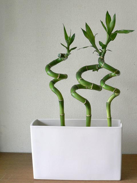 観葉植物 うちのお気に ブログ