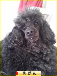 にほんブログ村 病気ブログ 乳がんへ