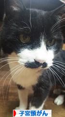 にほんブログ村 病気ブログ 子宮頸がんへ