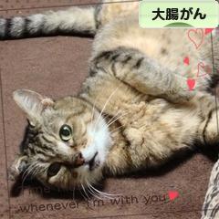 にほんブログ村 病気ブログ 大腸がんへ