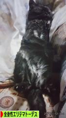 にほんブログ村 病気ブログ 全身性エリテマトーデスへ