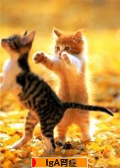 にほんブログ村 病気ブログ IgA腎症へ