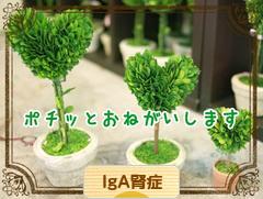 にほんブログ村 病気ブログ IgA腎症へ