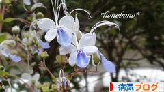 にほんブログ村 病気ブログへ