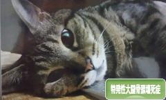 にほんブログ村 病気ブログ 特発性大腿骨頭壊死症へ