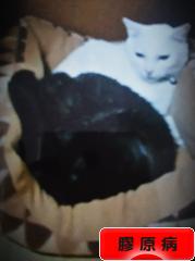 にほんブログ村 病気ブログ 膠原病へ