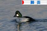 にほんブログ村 病気ブログ 肺炎・間質性肺炎へ