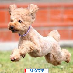 にほんブログ村 病気ブログ リウマチへ