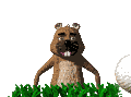 Confused_gopher.gif