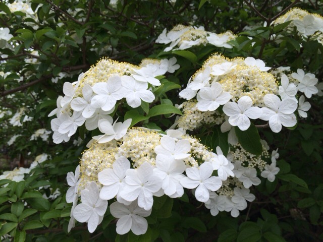 鑑真和上の故郷の花「瓊花」特別公開 ＠唐招提寺（奈良市）