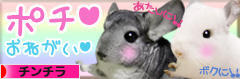 にほんブログ村 小動物ブログ チンチラへ