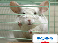 にほんブログ村 小動物ブログ チンチラへ