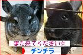 にほんブログ村 小動物ブログ チンチラへ