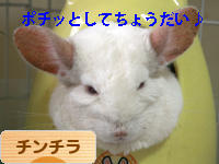 にほんブログ村 小動物ブログ チンチラへ
