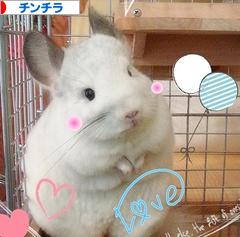 にほんブログ村 小動物ブログ チンチラへ