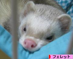 にほんブログ村 小動物ブログ フェレットへ