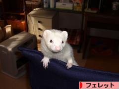 にほんブログ村 小動物ブログ フェレットへ