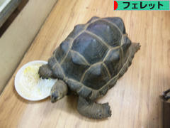 にほんブログ村 小動物ブログ フェレットへ