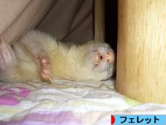 にほんブログ村 小動物ブログ フェレットへ