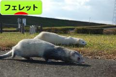 にほんブログ村 小動物ブログ フェレットへ