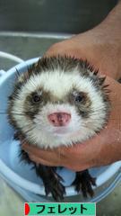 にほんブログ村 小動物ブログ フェレットへ