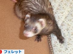 にほんブログ村 小動物ブログ フェレットへ