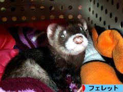 にほんブログ村 小動物ブログ フェレットへ