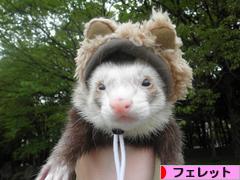 にほんブログ村 小動物ブログ フェレットへ