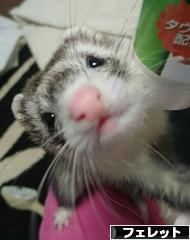 にほんブログ村 小動物ブログ フェレットへ