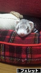 にほんブログ村 小動物ブログ フェレットへ