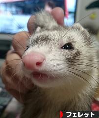 にほんブログ村 小動物ブログ フェレットへ