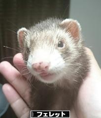 にほんブログ村 小動物ブログ フェレットへ