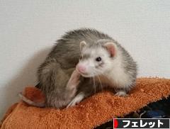 にほんブログ村 小動物ブログ フェレットへ