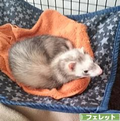 にほんブログ村 小動物ブログ フェレットへ